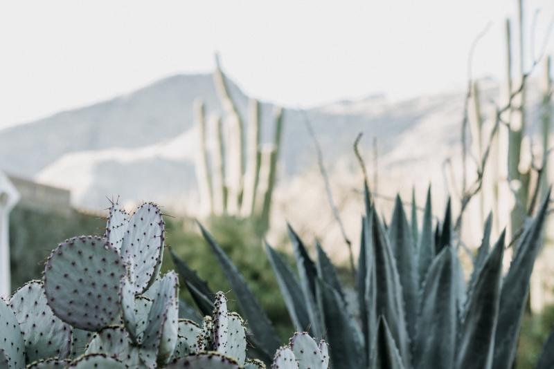 Photo of Sonoran cactuses